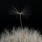 Pusteblume