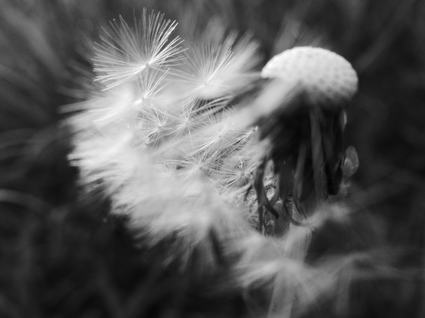 PusteBlume