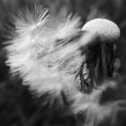 PusteBlume