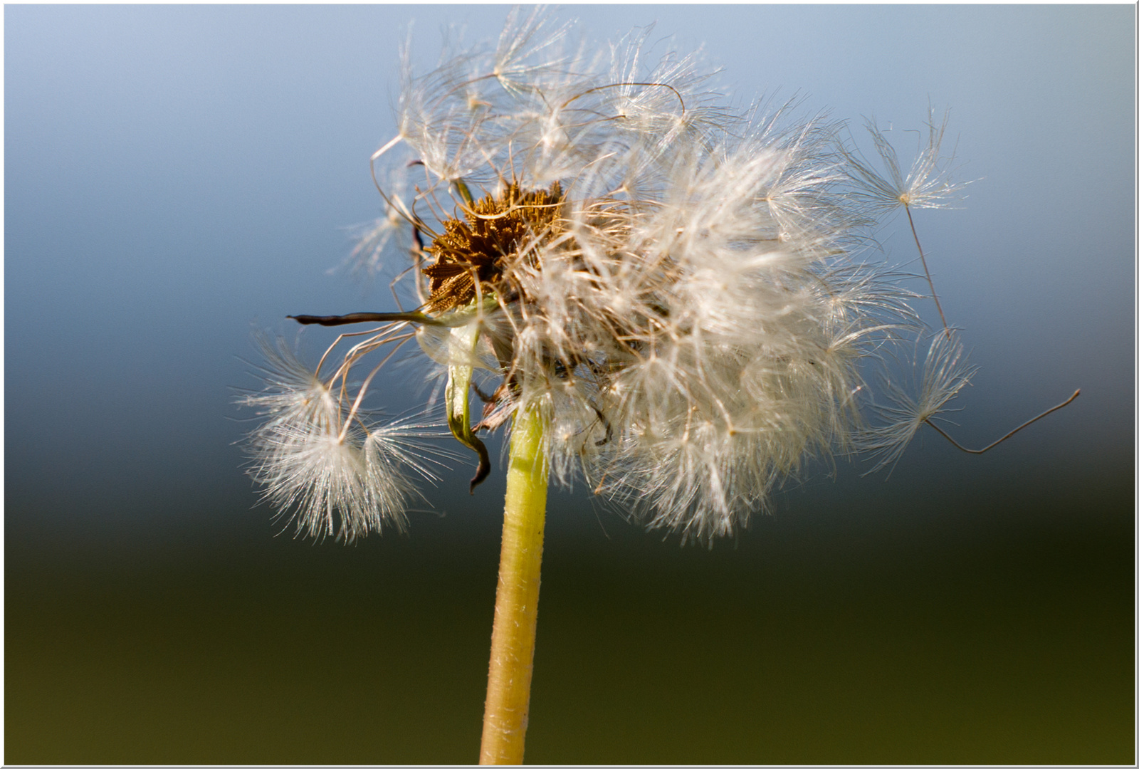 Pusteblume