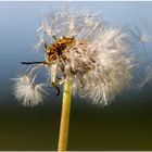 Pusteblume