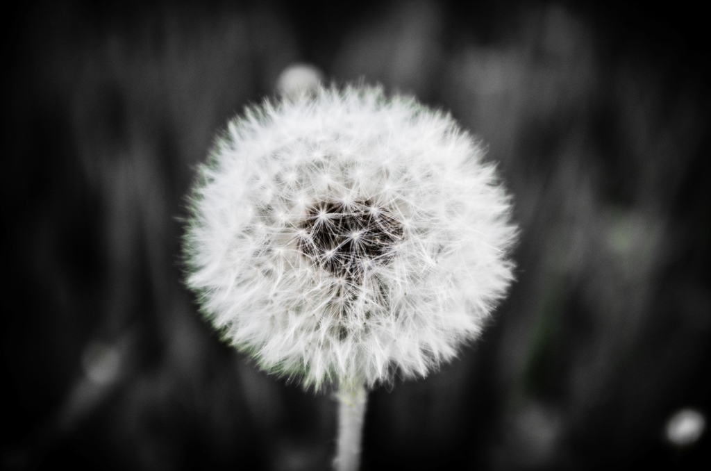 Pusteblume