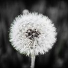 Pusteblume