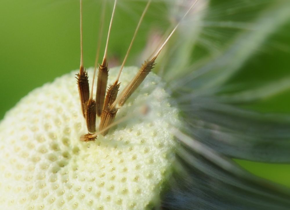 Pusteblume