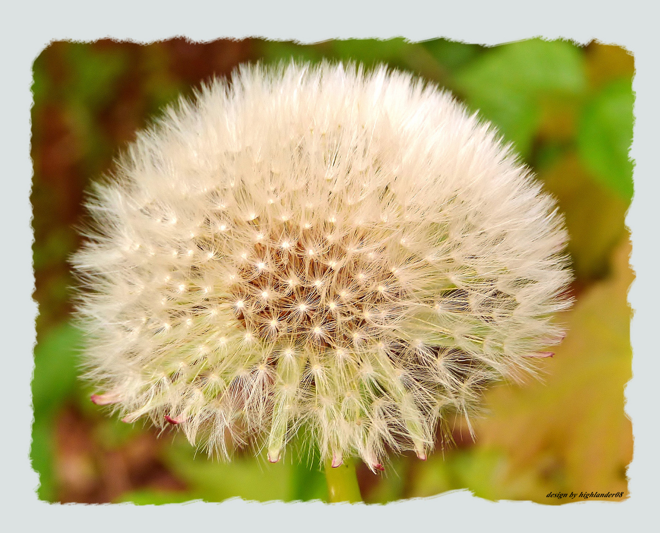 Pusteblume