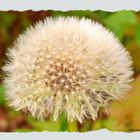 Pusteblume