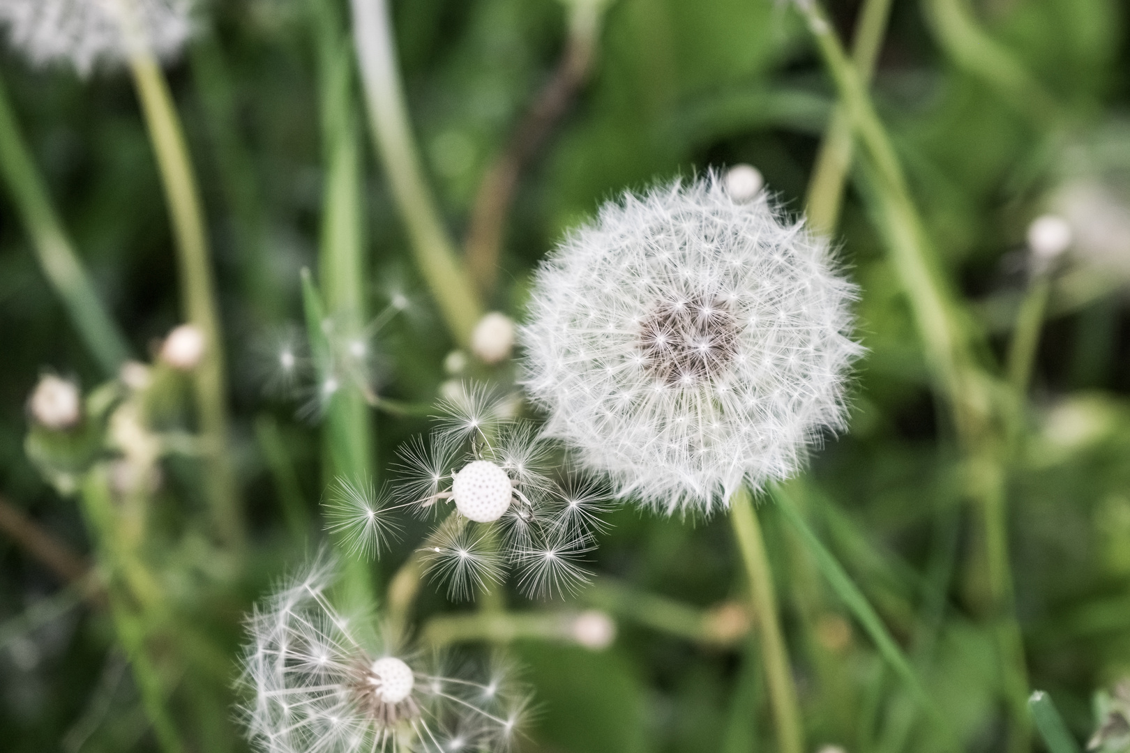 Pusteblume