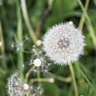 Pusteblume