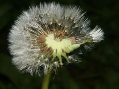 Pusteblume