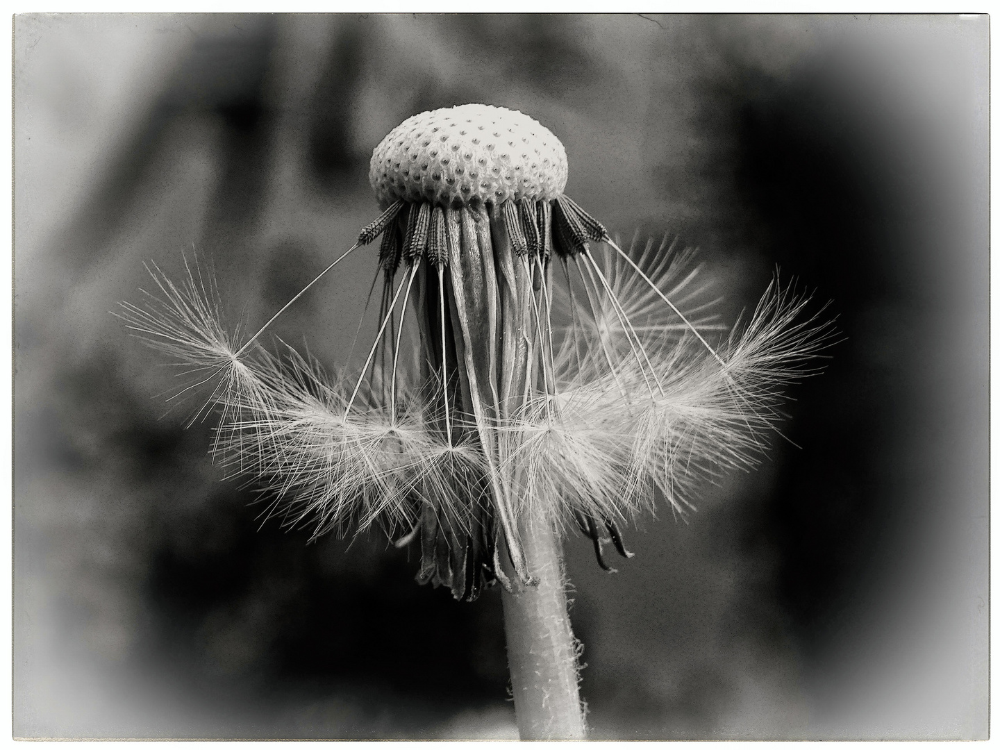 Pusteblume