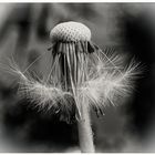 Pusteblume