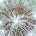 Pusteblume