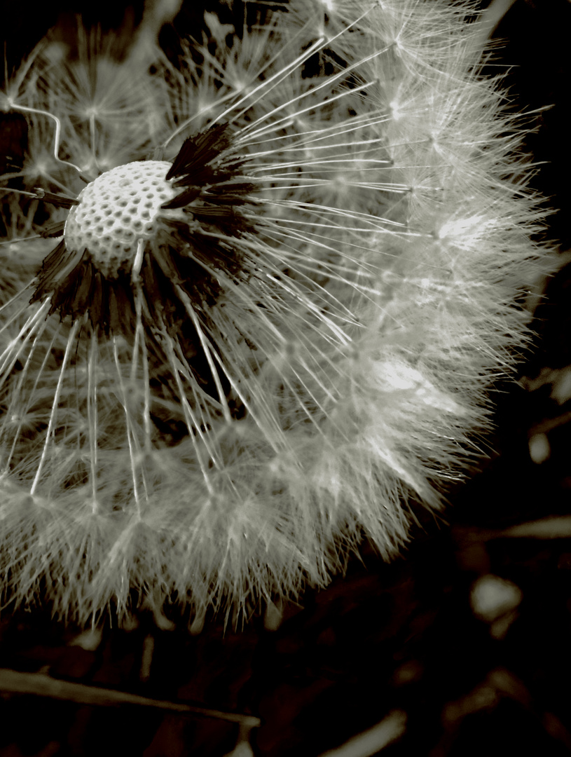 Pusteblume