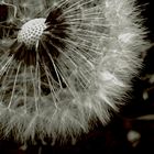 Pusteblume