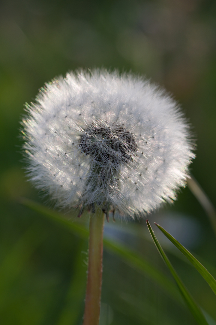 Pusteblume 