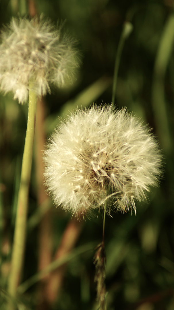 Pusteblume