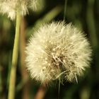 Pusteblume