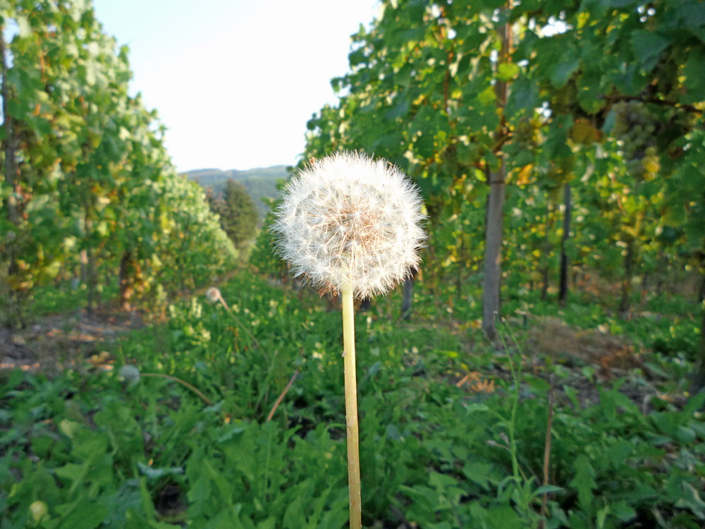 Pusteblume