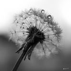 ... Pusteblume ...