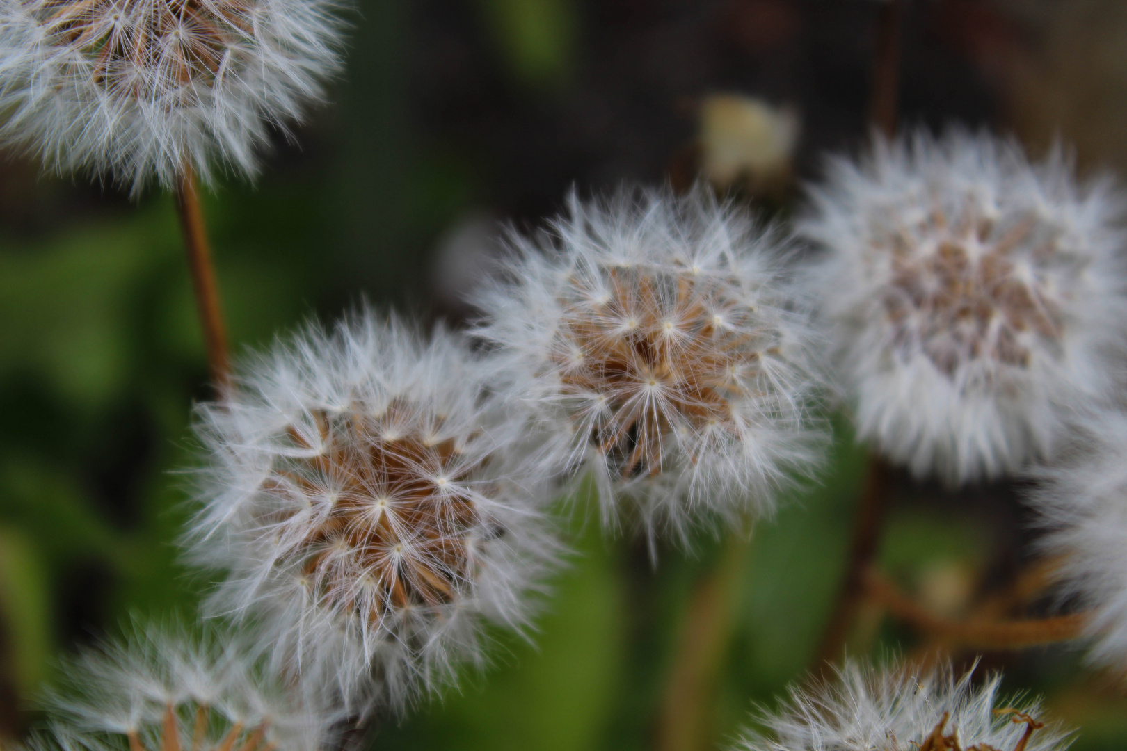 Pusteblume