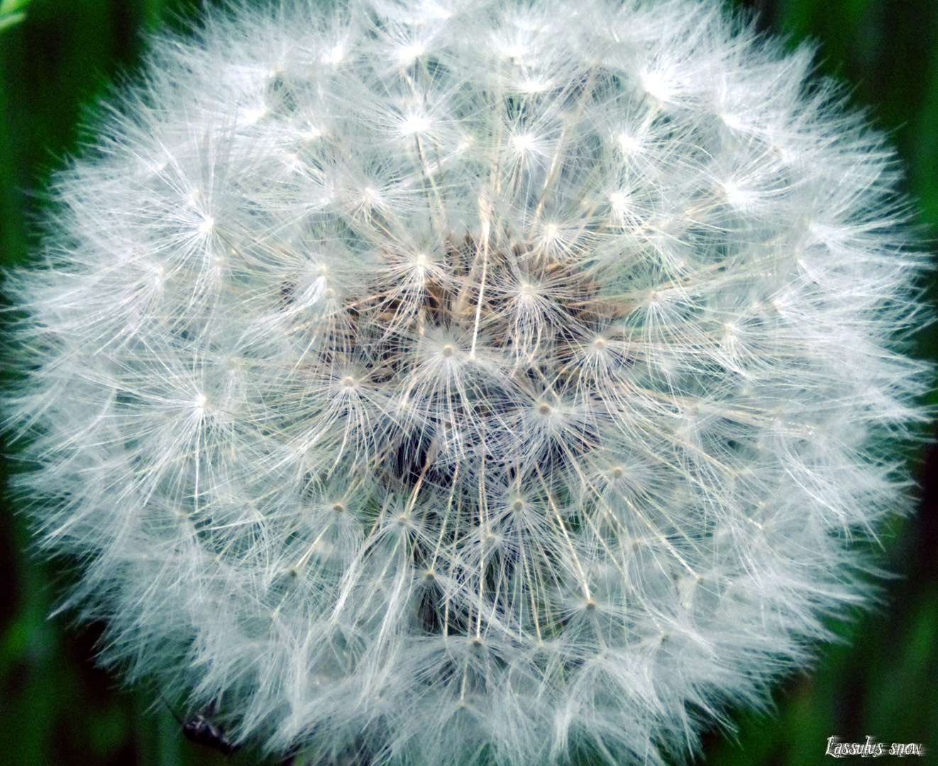 Pusteblume