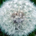 Pusteblume