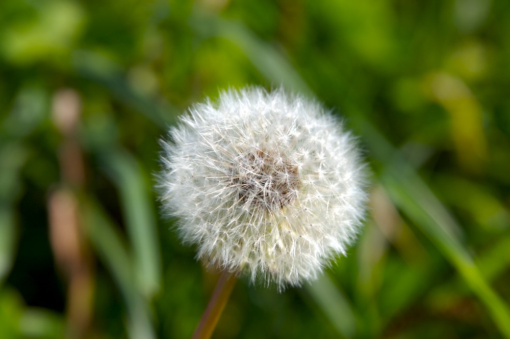 Pusteblume