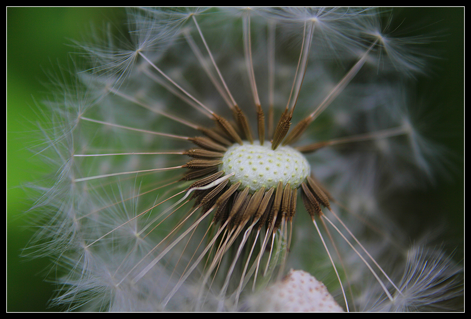 Pusteblume