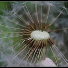 Pusteblume