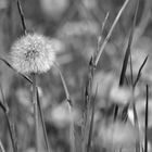 Pusteblume