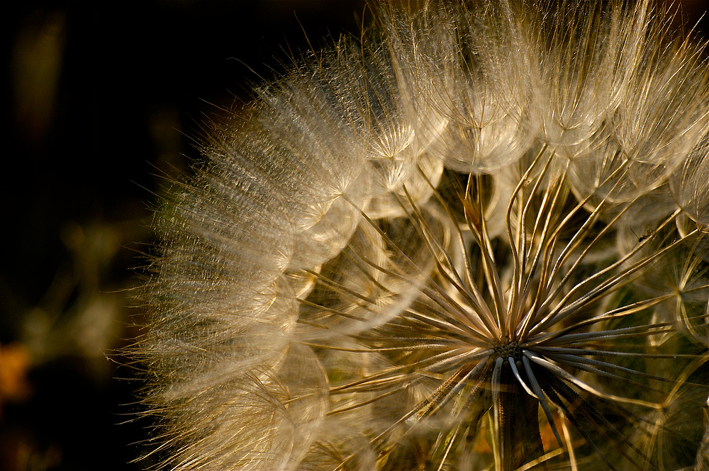 Pusteblume