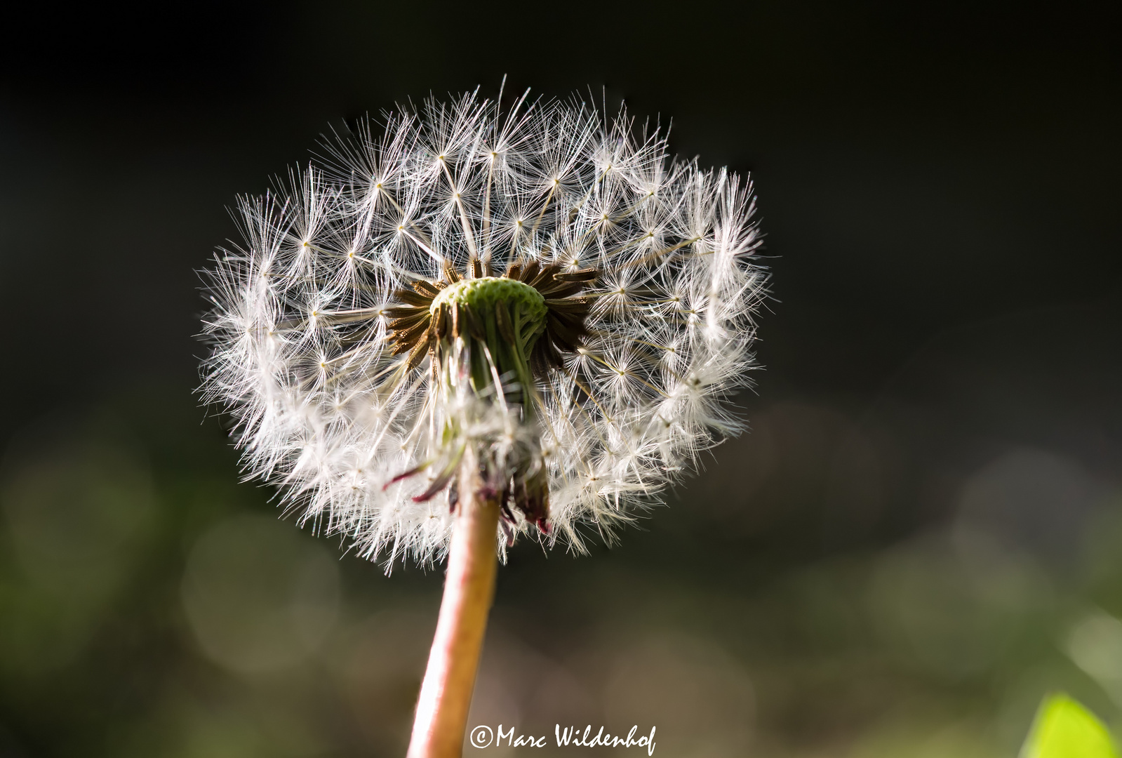 Pusteblume