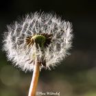 Pusteblume