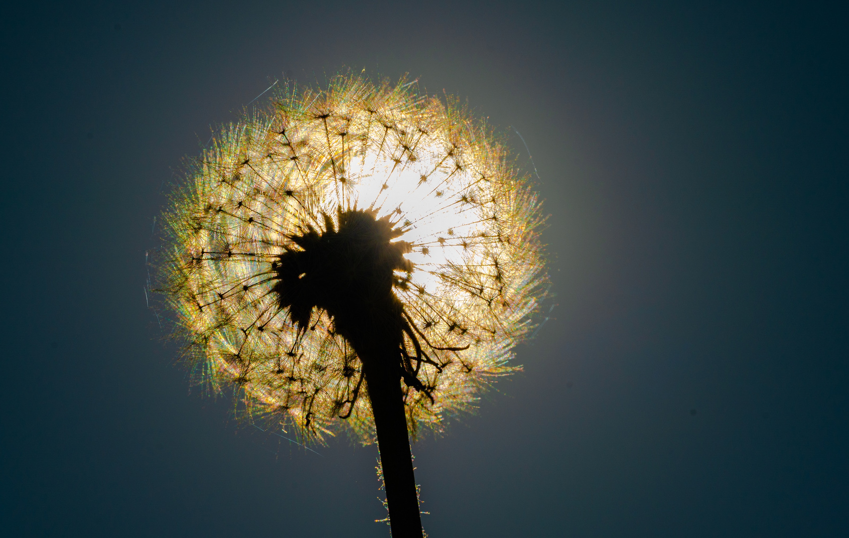 Pusteblume