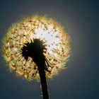 Pusteblume