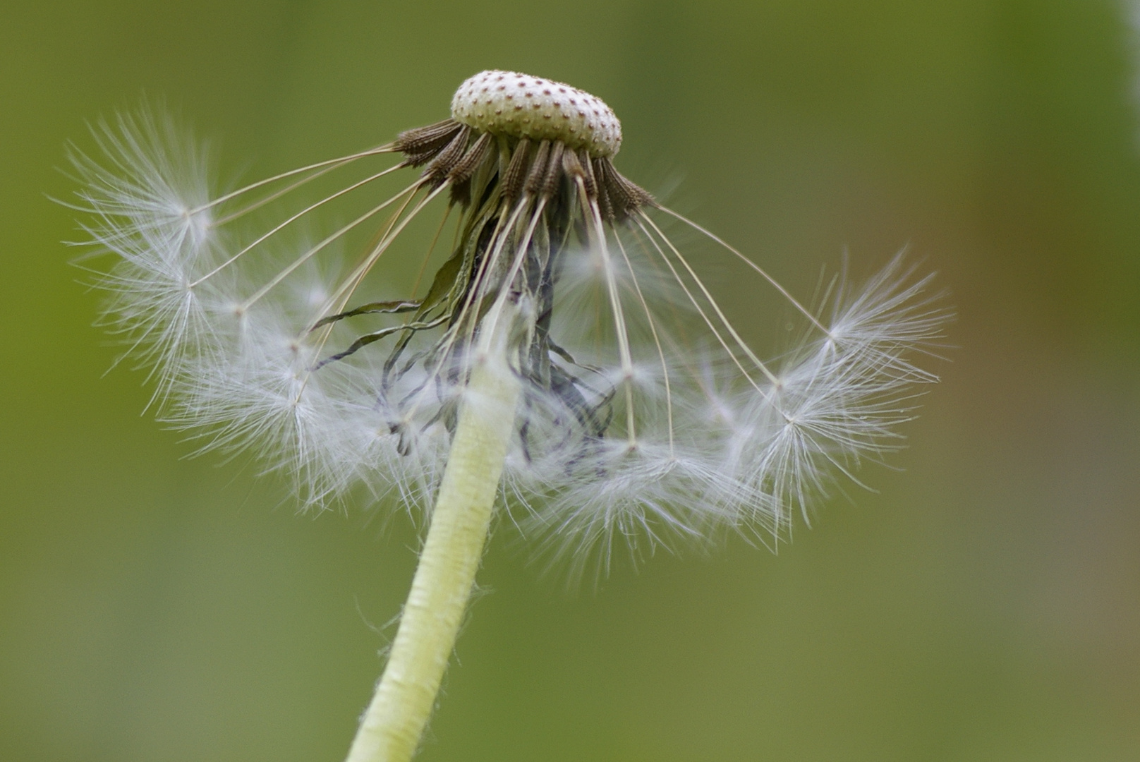 Pusteblume