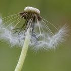 Pusteblume