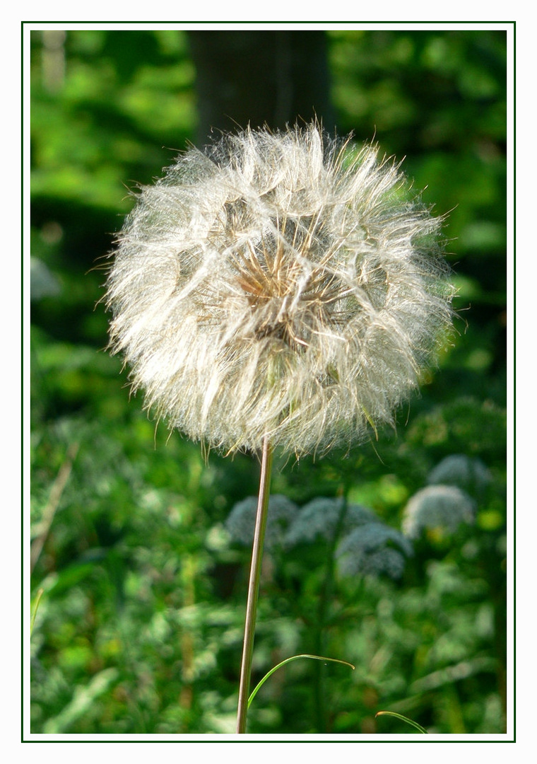 Pusteblume...