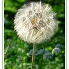 Pusteblume...