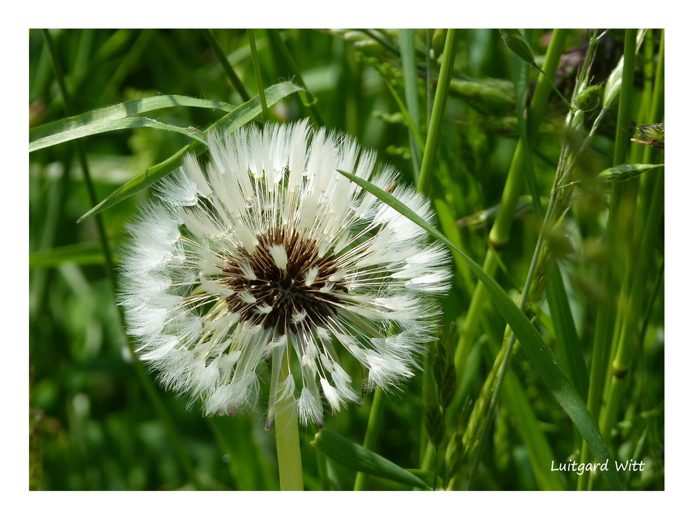 Pusteblume