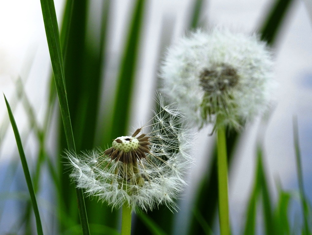 Pusteblume 