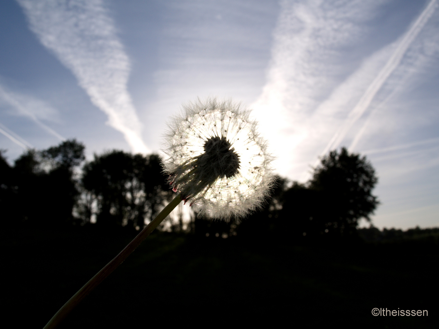 Pusteblume :)