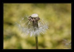 Pusteblume