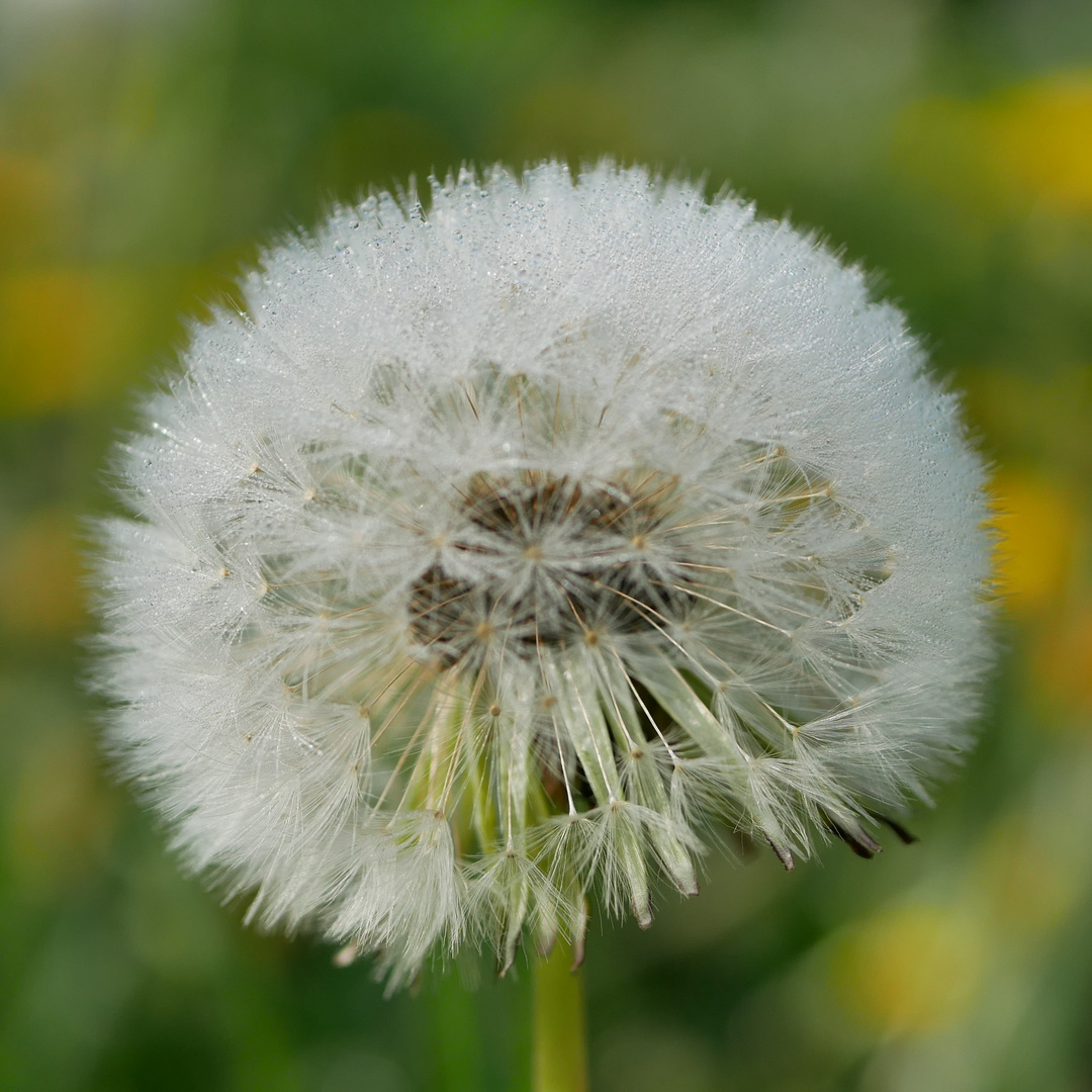 Pusteblume