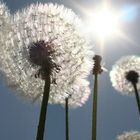 Pusteblume