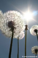 Pusteblume