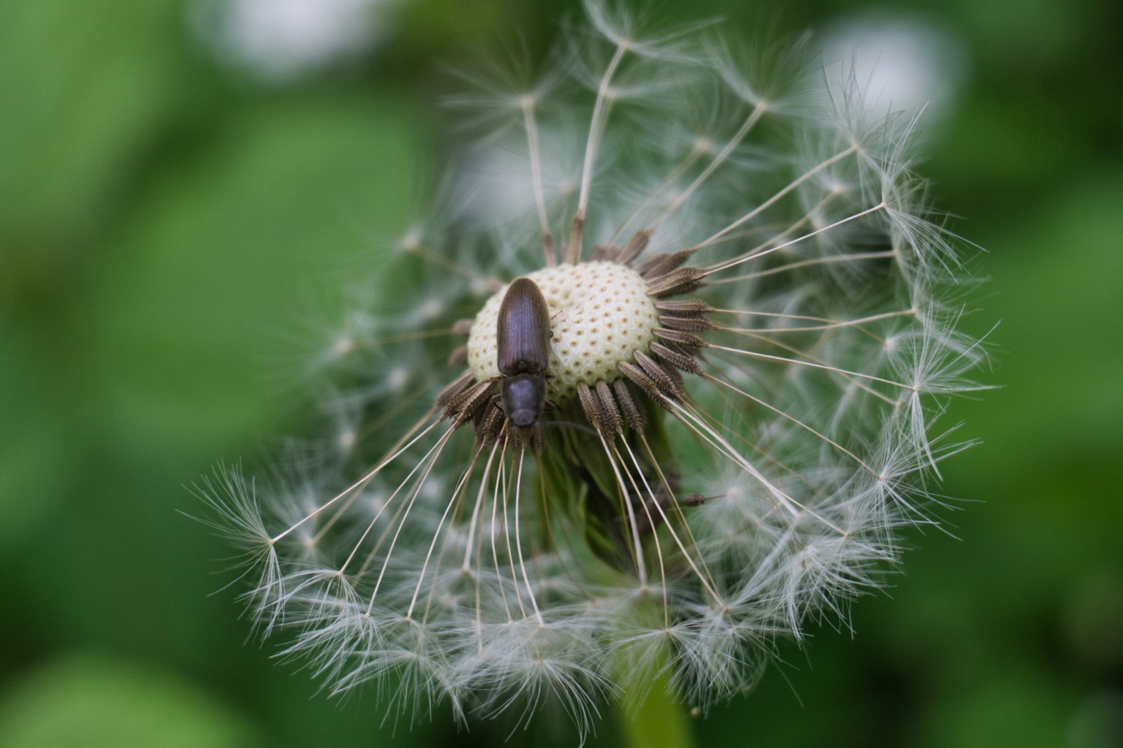 Pusteblume