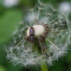 Pusteblume