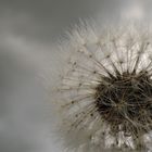 Pusteblume