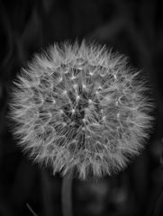 Pusteblume